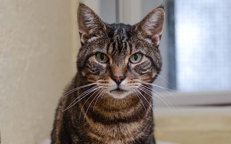 Cat boarding at Sadberge Boarding Kennels and Cattery, Darlington