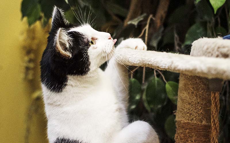 Cat boarding at Sadberge Boarding Kennels and Cattery, Darlington