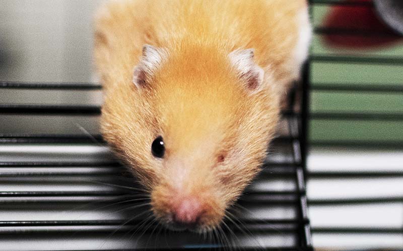 Hamster boarding at Sadberge Boarding Kennels and Cattery, Darlington