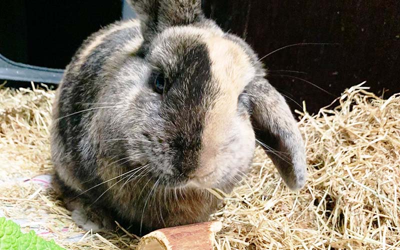 Rabbit boarding at Sadberge Boarding Kennels and Cattery, Darlington